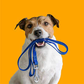 Coleiras, Trelas e Peitorais